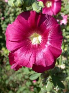 Alcea rosea , flower (deep maroon)