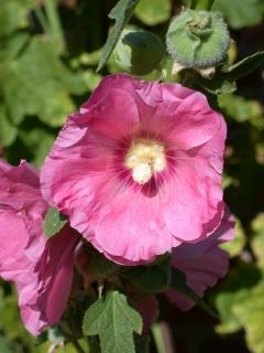 Alcea rosea , flower (deep pink)