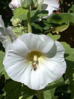 Alcea rosea , flower (white)