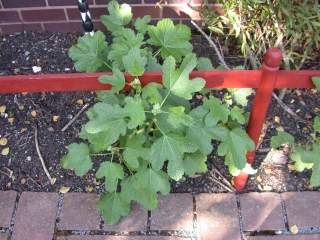 Alcea rosea