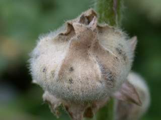 Alcea rosea, fruit