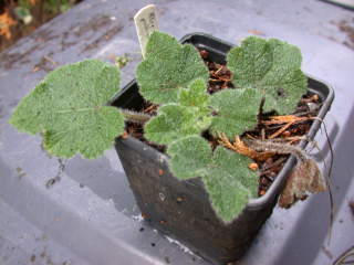 Alcea pallida, rosette