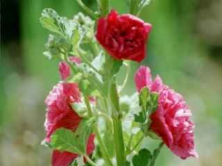 Alcea rosea, double red, in flower