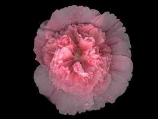Alcea rosea, double, pink, flower