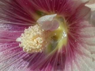 Alcea rosea, flower