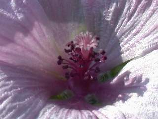 Althaea cannabina, eye of flower