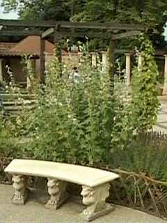 Althaea officinalis, in flower