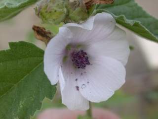 Althaea officinalis, flower