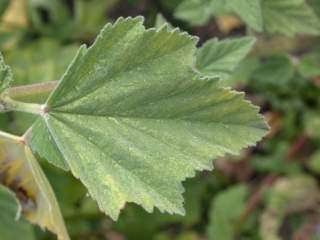 Althaea officinalis, leaf