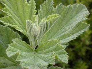 Althaea officinalis, unfolding foliage