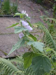 Althaea officinalis, in flower