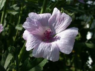 Althaea cannabina, flower
