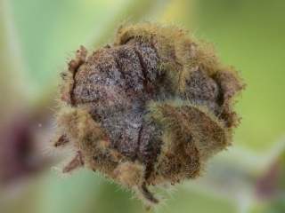 Althaea officinalis, fruit