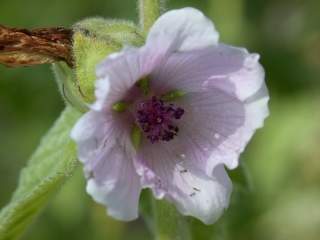 Althaea officinalis, flower