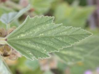 Althaea officinalis, leaf