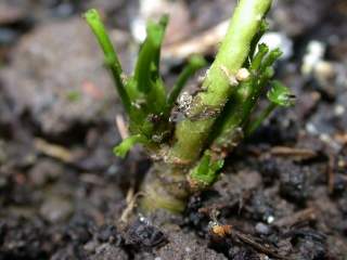 Althaea officinalis alba, overwintering shoots