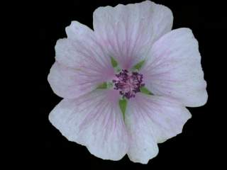 Althaea cannabina, flower