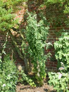 Althaea cannabina, in flower