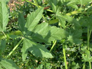 Althaea cannabina, leaf