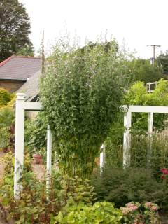 Althaea cannabina, in flower