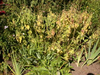 Althaea officinalis 'Romney Marsh', in fruit