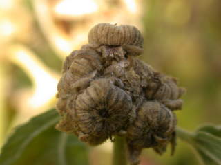 Althaea officinalis 'Romney Marsh', fruits