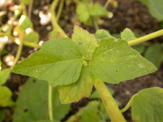 Althaea officinalis 'Romney Marsh', foliage