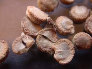 Althaea cannabina, mericarps