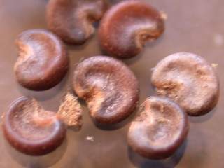 Althaea cannabina, seeds