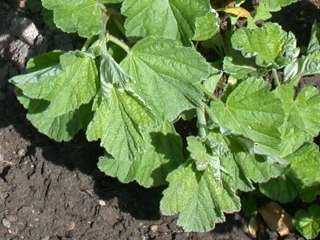 Althaea officinalis, foliage