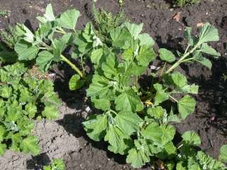 Althaea officinalis