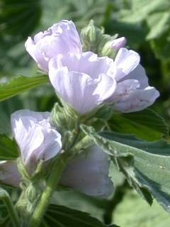 Althaea officinalis, inflorescence