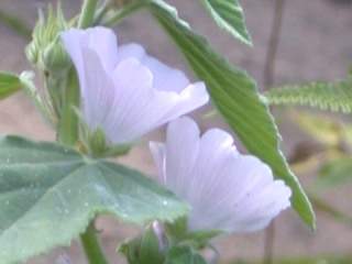 Althaea officinalis, flowers