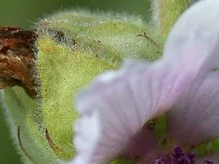 Althaea officinalis, partial view of calyx