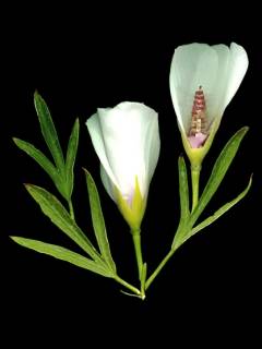 Alyogyne cuneiformis, plate