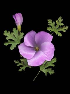 Alyogyne huguelii, plate