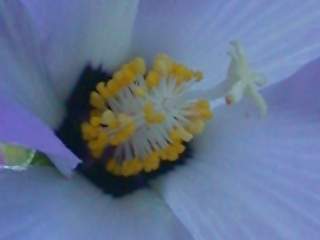 Alyogyne huegelii,style and anthers