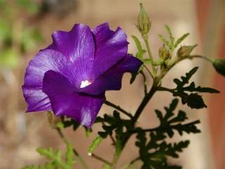 Alyogyne hugueliii 'Mood Indigo', flower and foliage