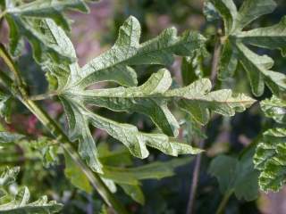 Alyogyne huegelii, leaves