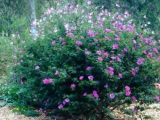 Alyogyne huegelii, bush, flowering