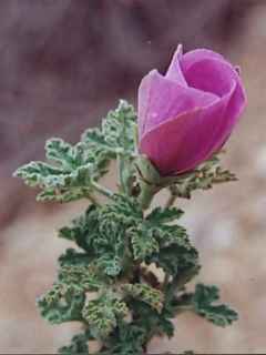 Alyogyne 'Gilly', in flower