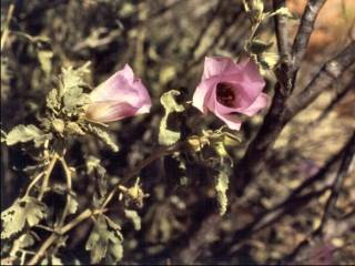 Alyogyne pinoniana, in flower