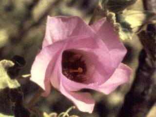 Alyogyne pinoniana, flower