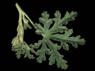 Alyogyne 'West Coast Gem', leaf