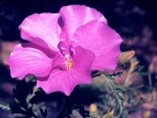 Alyogyne 'West Coast Gem', flower