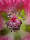 stamens