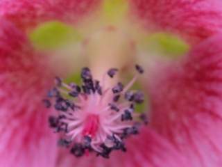 Anisodontea x hypomandarum, eye of flower