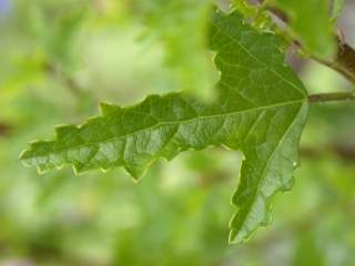 Anisodontea x hypomandarum, leaf