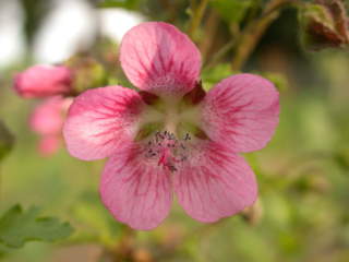 Anisodontea capensis, flower