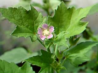 Anoda cristata, flower and foliage